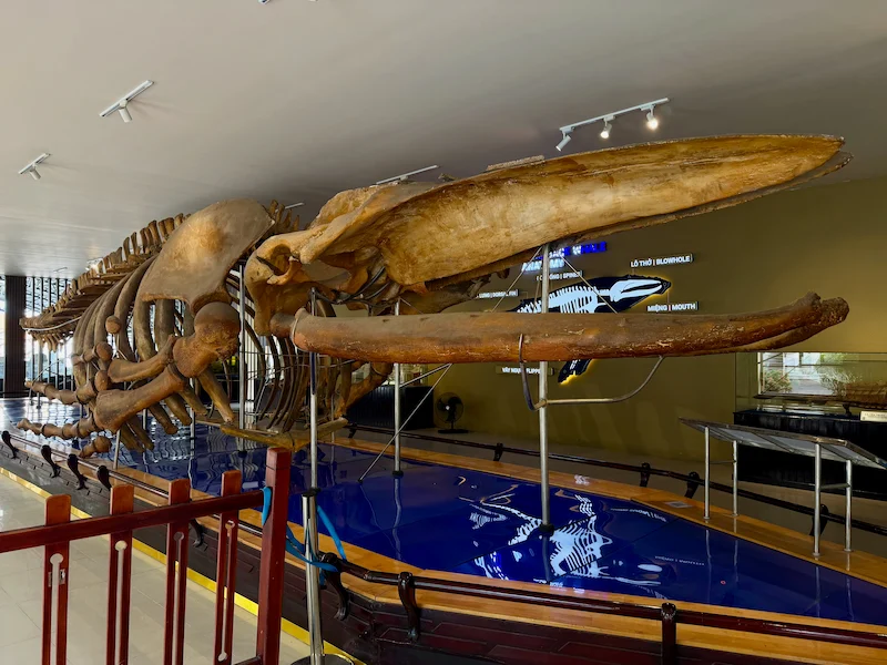 Огромный скелет горбатого кита, выставленный в просторном зале Института океанографии в Нячанге, Вьетнам, с информационными табличками и морской экспозицией на фоне.
