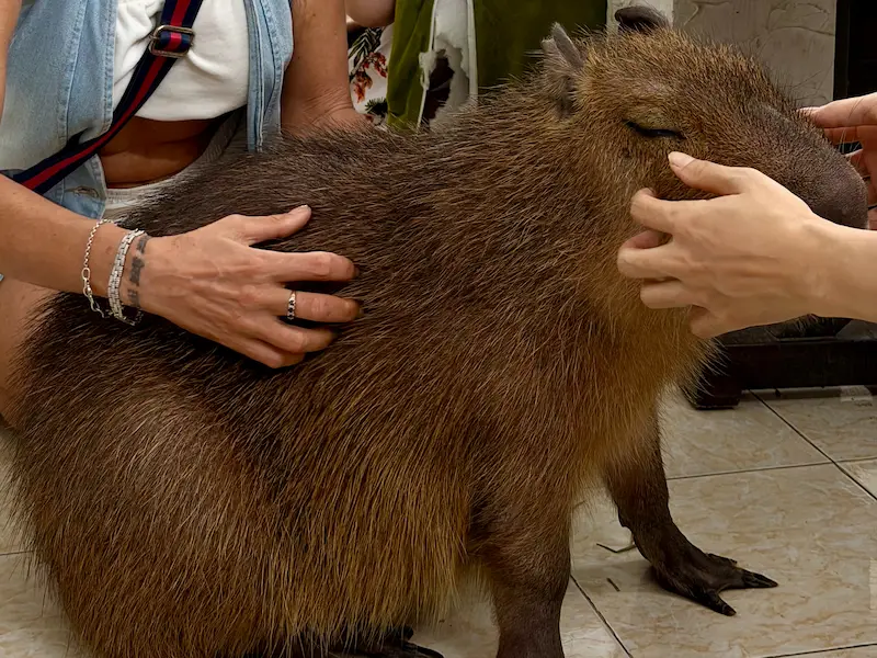 Крупная ручная капибара с закрытыми от удовольствия глазами, которую гладят посетители в зоокафе Capybara Coffee & Tea (на улице Âu Cơ) в Нячанге, Вьетнам